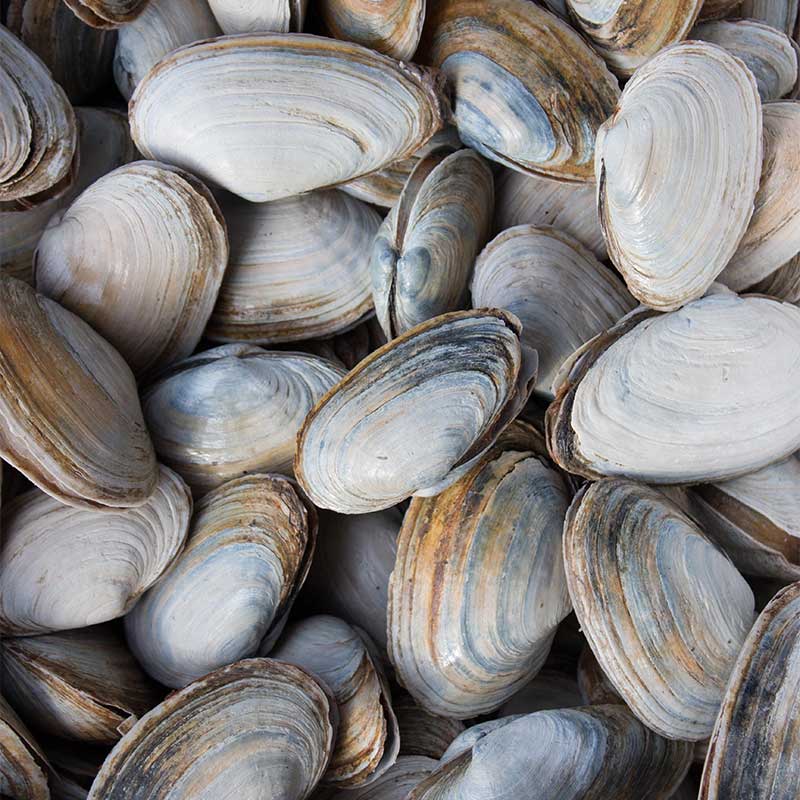 Cockle Clams — Products Pangea Shellfish Company